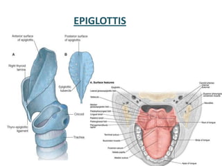 EPIGLOTTIS
 