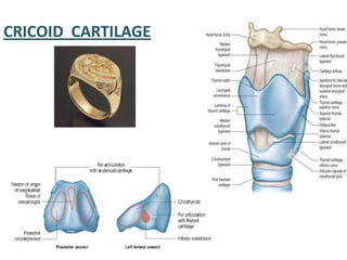 CRICOID CARTILAGE
 