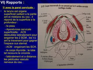 Comprehensive Study of Larynx Coating and Morphology: Anatomy ...