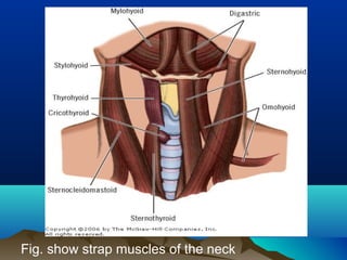 Larynx anatomy | PPT