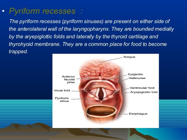 Larynx anatomy