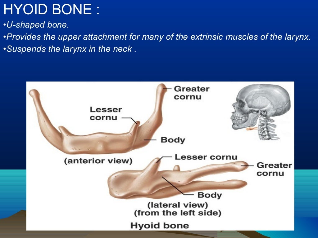 Larynx anatomy