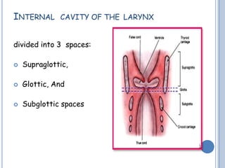 INTERNAL CAVITY OF THE LARYNX
divided into 3 spaces:
 Supraglottic,
 Glottic, And
 Subglottic spaces
 
