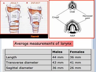 Average measurements of larynx
 