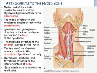 ATTACHMENTS TO THE HYOID BONE
 Medial end of the middle
constrictor muscle and the
stylohyoid ligament attach to the
lesser cornu.
 The middle constrictor and
hyoglossus muscles attach to the
greater cornu.
 geniohyoid and genioglossus
attaches to the inner and upper
surfaces of the body
of the hyoid bone.
 The mylohyoid attaches to the
anterior surface of the hyoid.
 The tendon of the digastric
muscle attaches to the
anterolateral portion of the body.
 sternohyoid, omohyoid, and
thyrohyoid attaches to the
inferior surface of body.
 Each muscle acts to depress the
hyoid bone.
 