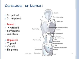 CARTILAGES OF LARYNX :
 3 paired
 3 unpaired
 Paired :
 Arytenoid
 Corniculate
 cunieform
 Unpaired:
 Thyroid
 Cricoid
 Epiglottic
 