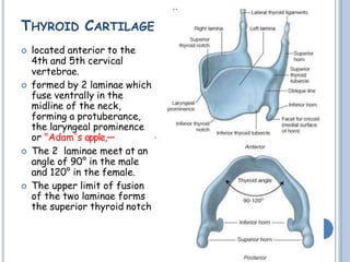 THYROID CARTILAGE
 located anterior to the
4th and 5th cervical
vertebrae.
 formed by 2 laminae which
fuse ventrally in the
midline of the neck,
forming a protuberance,
the laryngeal prominence
or "Adam's apple,―
 The 2 laminae meet at an
angle of 90° in the male
and 120° in the female.
 The upper limit of fusion
of the two laminae forms
the superior thyroid notch
 