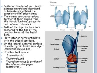  Posterior border of each lamina
extends upward and downward
as hornlike projections,the
superior and inferior cornua
 The cornua are characterized
further at their origins from
the thyroid laminae by superior
and inferior tubercles.
 Both of the superior horns are
anchored to the tips of the
greater horns of the hyoid
bone;
 both inferior horns articulate
with the cricoid cartilage.
 On the lateral, external surface
of each thyroid lamina is—ridge
,called the oblique line,
 attaches to 3 muscle
1. Sternothyroid,
2. Thyrohyoid,and
3. Thyropharyngeus (a portion of
the inferior pharyngeal
constrictor).
 