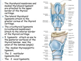 o The thyrohyoid membrane and
median thyrohyoid ligament
are attached to the upper
border of the thyroid
cartilage.
 The lateral thyrohyoid
ligaments attach to the
greater cornua of the thyroid
cartilage.
 The cricothyroid ligaments
(cricothyroid membrane)
attach to the inferior border
of the thyroid cartilage
 5 ligaments attach as one to
the posterior surfaces of the
thyroid laminae near the
union of the laminae (angle):
 The median thyroepiglottic
ligament,
 The 2 vestibular
ligaments,And
 The 2 vocal ligaments.
 