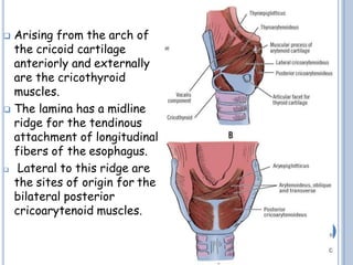  Arising from the arch of
the cricoid cartilage
anteriorly and externally
are the cricothyroid
muscles.
 The lamina has a midline
ridge for the tendinous
attachment of longitudinal
fibers of the esophagus.
 Lateral to this ridge are
the sites of origin for the
bilateral posterior
cricoarytenoid muscles.
 