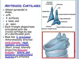 ARYTENOID CARTILAGES
 Almost pyramidal in
shape,
 with
 3 surfaces,
 a base, and
 an apex.
 Each triangle-shaped base
articulates with the
cricoid cartilage by way
of a diarthrodial joint.
 Base has 2 processes:
 Anteromedially directed
vocal process – vocal
ligament is attached
 Short, broad, laterally
projecting Muscular
process – lateral and
posterior cricoarytenoid
muscles are attached
 