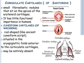 CORNICULATE CARTILAGES ( OF SANTORINI )
 small fibroelastic nodules
that sit on the apices of the
arytenoid cartilages.
 It has little functional
importance in humans
 CUNEIFORM CARTILAGES (OF
WRISBERG)
 rod-shaped (like ancient
cuneiform script).
 situated in the
aryepiglottic folds anterior
to the corniculate cartilages,
 may be entirely absent.
 