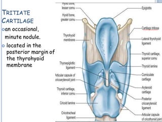 TRITIATE
CARTILAGE
an occasional,
minute nodule.
 located in the
posterior margin of
the thyrohyoid
membrane
 