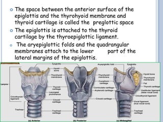  The space between the anterior surface of the
epiglottis and the thyrohyoid membrane and
thyroid cartilage is called the preglottic space
 The epiglottis is attached to the thyroid
cartilage by the thyroepiglottic ligament.
 The aryepiglottic folds and the quadrangular
membranes attach to the lower part of the
lateral margins of the epiglottis.
 