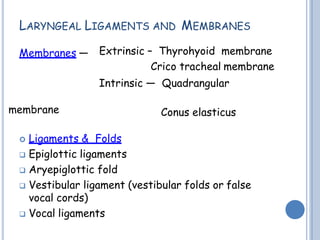 LARYNGEAL LIGAMENTS AND MEMBRANES
Membranes — Extrinsic – Thyrohyoid membrane
Crico tracheal membrane
Intrinsic — Quadrangular
membrane Conus elasticus
 Ligaments & Folds
 Epiglottic ligaments
 Aryepiglottic fold
 Vestibular ligament (vestibular folds or false
vocal cords)
 Vocal ligaments
 