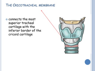 THE CRICOTRACHEAL MEMBRANE
 connects the most
superior tracheal
cartilage with the
inferior border of the
cricoid cartilage
 