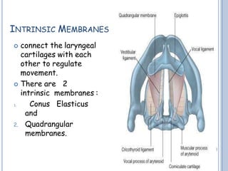 INTRINSIC MEMBRANES
 connect the laryngeal
cartilages with each
other to regulate
movement.
 There are 2
intrinsic membranes :
1. Conus Elasticus
and
2. Quadrangular
membranes.
 