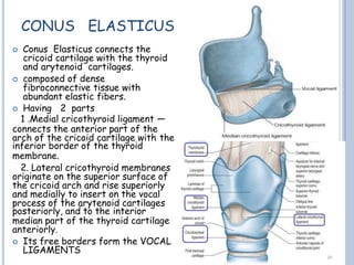 CONUS ELASTICUS
 Conus Elasticus connects the
cricoid cartilage with the thyroid
and arytenoid cartilages.
 composed of dense
fibroconnective tissue with
abundant elastic fibers.
 Having 2 parts
1 .Medial cricothyroid ligament —
connects the anterior part of the
arch of the cricoid cartilage with the
inferior border of the thyroid
membrane.
2. Lateral cricothyroid membranes
originate on the superior surface of
the cricoid arch and rise superiorly
and medially to insert on the vocal
process of the arytenoid cartilages
posteriorly, and to the interior
median part of the thyroid cartilage
anteriorly.
 Its free borders form the VOCAL
LIGAMENTS
 