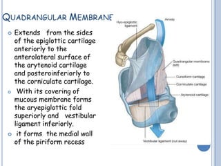 QUADRANGULAR MEMBRANE
 Extends from the sides
of the epiglottic cartilage
anteriorly to the
anterolateral surface of
the arytenoid cartilage
and posteroinferiorly to
the corniculate cartilage.
 With its covering of
mucous membrane forms
the aryepiglottic fold
superiorly and vestibular
ligament inferiorly.
 it forms the medial wall
of the piriform recess
 
