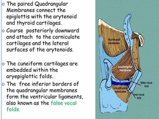  The paired Quadrangular
Membranes connect the
epiglottis with the arytenoid
and thyroid cartilages.
 Course posteriorly downward
and attach to the corniculate
cartilages and the lateral
surfaces of the arytenoids.
 The cuneiform cartilages are
embedded within the
aryepiglottic folds.
 The free inferior borders of
the quadrangular membranes
form the ventricular ligaments,
also known as the false vocal
folds.
 