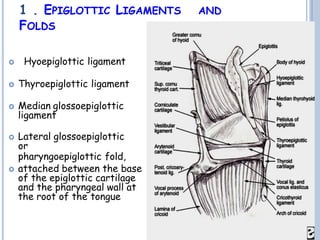1 . EPIGLOTTIC LIGAMENTS AND
FOLDS
 Hyoepiglottic ligament
 Thyroepiglottic ligament
 Median glossoepiglottic
ligament
 Lateral glossoepiglottic
or
pharyngoepiglottic fold,
 attached between the base
of the epiglottic cartilage
and the pharyngeal wall at
the root of the tongue
 