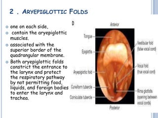2 . ARYEPIGLOTTIC FOLDS
 one on each side,
 contain the aryepiglottic
muscles.
 associated with the
superior border of the
quadrangular membrane.
 Both aryepiglottic folds
constrict the entrance to
the larynx and protect
the respiratory pathway
by not permitting food,
liquids, and foreign bodies
to enter the larynx and
trachea.
 