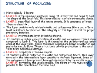 STRUCTURE OF VOCALCORD
 Histologically 5 layers:
 LAYER 1: is the squamous epithelial lining. It is very thin and helps to hold
the shape of the vocal fold. This layer doesnot contain any mucous glands.
 LAYER 2: superfical layer of the lamina propria. It is composed of loose
fibers and matrix .
 This layer contains only minimal elastic and collagenous fibers and offers
least resistance to vibration. The integrity of this layer is vital for proper
phonatory function.
 LAYER 3: intermediate layer of lamina propria.
 It contains a higher concentration of elastic and collagenous fibers when
compared to layer 2. This layer is thickened at the anterior and posterior
ends of the vocal folds. These thickened regions are known as anterior and
posterior macula flava. These structures provide protection to the vocal
folds from mechanical damage.
 LAYER 4 : deep layer of lamina propria.
 It contains a dense collection of elastic and collagenous fibers. This layer
along with the intermediate layer constitute the vocal ligament. Some of
the collagenous fibers present here gets inserted into the vocalis muscle.
LAYER 5: formed by the vocalis muscle. The fibers of this muscle run
parallel to the direction of the vocal fold.
 