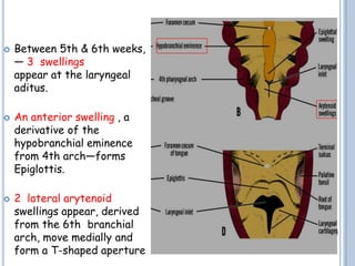  Between 5th & 6th weeks,
— 3 swellings
appear at the laryngeal
aditus.
 An anterior swelling , a
derivative of the
hypobranchial eminence
from 4th arch—forms
Epiglottis.
 2 lateral arytenoid
swellings appear, derived
from the 6th branchial
arch, move medially and
form a T-shaped aperture
 
