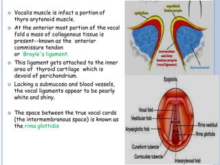  Vocalis muscle is infact a portion of
thyro arytenoid muscle.
 At the anterior most portion of the vocal
fold a mass of collagenous tissue is
present--known as the anterior
commissure tendon
or Broyle's ligament.
 This ligament gets attached to the inner
area of thyroid cartilage which is
devoid of perichondrium.
 Lacking a submucosa and blood vessels,
the vocal ligaments appear to be pearly
white and shiny.
 The space between the true vocal cords
(the intermembranous space) is known as
the rima glottidis
 