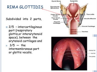 RIMA GLOTTIDIS
Subdivided into 2 parts,
 2/5 – intercartilaginous
part (respiratory
glottis,or interarytenoid
space), between the
arytenoid cartilages and
 3/5 — the
intermembranous part
or glottis vocalis.
 