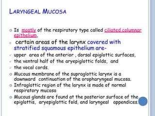 LARYNGEAL MUCOSA
 Is mostly of the respiratory type called ciliated columnar
epithelium,
 certain areas of the larynx covered with
stratified squamous epithelium are-
 upper area of the anterior , dorsal epiglottic surfaces,
 the ventral half of the aryepiglottic folds, and
 the vocal cords.
 Mucous membrane of the supraglottic larynx is a
downward continuation of the oropharyngeal mucosa.
 Infraglottic region of the larynx is made of normal
respiratory mucosa
 Mucous glands are found at the posterior surface of the
epiglottis, aryepiglottic fold, and laryngeal appendices.
 