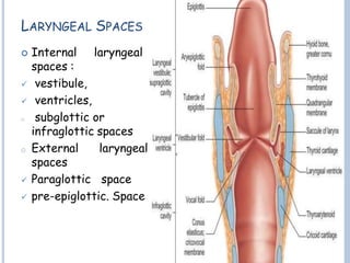 LARYNGEAL SPACES
 Internal laryngeal
spaces :
 vestibule,
 ventricles,
o subglottic or
infraglottic spaces
o External laryngeal
spaces
 Paraglottic space
 pre-epiglottic. Space
 