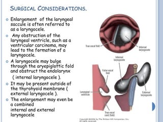 SURGICAL CONSIDERATIONS.
 Enlargement of the laryngeal
saccule is often referred to
as a laryngocele.
 Any obstruction of the
laryngeal ventricle, such as a
ventricular carcinoma, may
lead to the formation of a
laryngocele.
 A laryngocele may bulge
through the aryepiglottic fold
and obstruct the endolarynx
( internal laryngocele ).
 It may be present outside of
the thyrohyoid membrane (
external laryngocele ).
 The enlargement may even be
a combined
internal and external
laryngocele
 