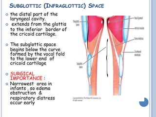 SUBGLOTTIC (INFRAGLOTTIC) SPACE
 the distal part of the
laryngeal cavity.
 extends from the glottis
to the inferior border of
the cricoid cartilage.
 The subglottic space
begins below the curve
formed by the vocal fold
to the lower end of
cricoid cartilage
 SURGICAL
IMPORTANCE :
 Narrowest area in
infants , so edema
obstruction &
respiratory distress
occur early
 