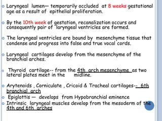  Laryngeal lumen— temporarily occluded at 8 weeks gestational
age as a result of epithelial proliferation.
 By the 10th week of gestation, recanalization occurs and
consequently pair of laryngeal ventricles are formed.
 The laryngeal ventricles are bound by mesenchyme tissue that
condense and progress into false and true vocal cords.
 Laryngeal cartilages develop from the mesenchyme of the
branchial arches.
 Thyroid cartilage-- from the 4th arch mesenchyme as two
lateral plates meet in the midline.
 Arytenoids , Corniculate , Cricoid & Tracheal cartilages-- 6th
branchial arch
 Epiglottis — develops from Hypobranchial eminence
 Intrinsic laryngeal muscles develop from the mesoderm of the
4th and 6th arches
 