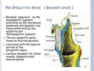 PRE-EPIGLOTTIC SPACE ( BOAYER’S SPACE )
 Bounded superiorly by the
hyoepiglottic ligament,
anteriorly by the thyrohyoid
membrane and ligament, and
Posteroinferiorly by the
epiglottis and
thyroepiglottic ligament.
 The pre-epiglottic space
forms an inverted pyramid.
 continuous with the superior
portion of the
paraglottic space.
 contains abundant fat, blood
vessels, lymphatics,and
mucosal glands.
 