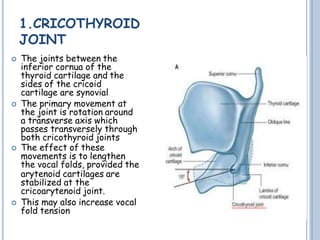 1.CRICOTHYROID
JOINT
 The joints between the
inferior cornua of the
thyroid cartilage and the
sides of the cricoid
cartilage are synovial
 The primary movement at
the joint is rotation around
a transverse axis which
passes transversely through
both cricothyroid joints
 The effect of these
movements is to lengthen
the vocal folds, provided the
arytenoid cartilages are
stabilized at the
cricoarytenoid joint.
 This may also increase vocal
fold tension
 