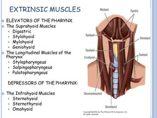  ELEVATORS OF THE PHARYNX
 The Suprahyoid Muscles
 Digastric
 Stylohyoid
 Mylohyoid
 Geniohyoid
 The Longitudinal Muscles of the
Pharynx
 Stylopharyngeus
 Salpingopharyngeus
 Palatopharyngeus
DEPRESSORS OF THE PHARYNX:
 The Infrahyoid Muscles
 Sternohyoid
 Sternothyroid
 Omohyoid
EXTRINSIC MUSCLES
 