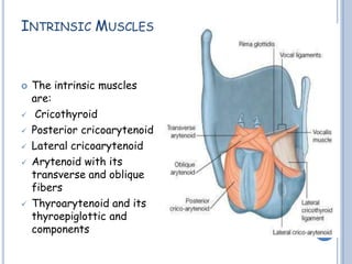 INTRINSIC MUSCLES
 The intrinsic muscles
are:
 Cricothyroid
 Posterior cricoarytenoid
 Lateral cricoarytenoid
 Arytenoid with its
transverse and oblique
fibers
 Thyroarytenoid and its
thyroepiglottic and
components
 