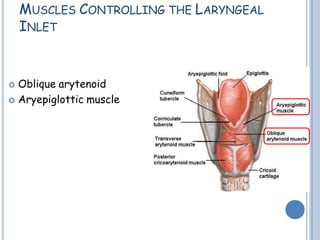 MUSCLES CONTROLLING THE LARYNGEAL
INLET
 Oblique arytenoid
 Aryepiglottic muscle
 