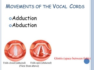 MOVEMENTS OF THE VOCAL CORDS
Adduction
Abduction
Folds closed (adducted) Folds open (abducted)
(View from above)
Glottis (space between folds)
 