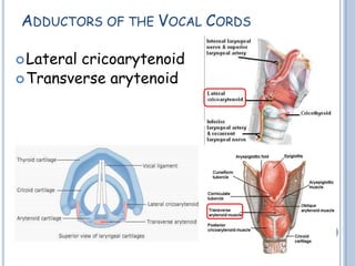 ADDUCTORS OF THE VOCAL CORDS
Lateral cricoarytenoid
Transverse arytenoid
 