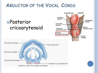 ABDUCTOR OF THE VOCAL CORDS
Posterior
cricoarytenoid
 