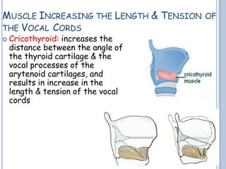 MUSCLE INCREASING THE LENGTH & TENSION OF
THE VOCAL CORDS
 Cricothyroid: increases the
distance between the angle of
the thyroid cartilage & the
vocal processes of the
arytenoid cartilages, and
results in increase in the
length & tension of the vocal
cords
 
