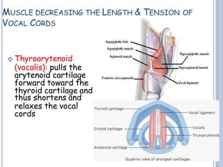 MUSCLE DECREASING THE LENGTH & TENSION OF
VOCAL CORDS
 Thyroarytenoid
(vocalis): pulls the
arytenoid cartilage
forward toward the
thyroid cartilage and
thus shortens and
relaxes the vocal
cords
 