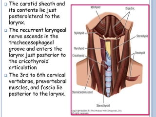  The carotid sheath and
its contents lie just
posterolateral to the
larynx.
 The recurrent laryngeal
nerve ascends in the
tracheoesophageal
groove and enters the
larynx just posterior to
the cricothyroid
articulation
 The 3rd to 6th cervical
vertebrae, prevertebral
muscles, and fascia lie
posterior to the larynx.
 