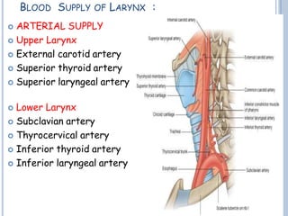 BLOOD SUPPLY OF LARYNX :
 ARTERIAL SUPPLY
 Upper Larynx
 External carotid artery
 Superior thyroid artery
 Superior laryngeal artery
 Lower Larynx
 Subclavian artery
 Thyrocervical artery
 Inferior thyroid artery
 Inferior laryngeal artery
 