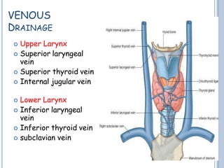 VENOUS
DRAINAGE
 Upper Larynx
 Superior laryngeal
vein
 Superior thyroid vein
 Internal jugular vein
 Lower Larynx
 Inferior laryngeal
vein
 Inferior thyroid vein
 subclavian vein
 