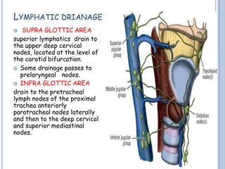 LYMPHATIC DRIANAGE
 SUPRA GLOTTIC AREA
superior lymphatics drain to
the upper deep cervical
nodes, located at the level of
the carotid bifurcation.
 Some drainage passes to
prelaryngeal nodes.
 INFRA GLOTTIC AREA
drain to the pretracheal
lymph nodes of the proximal
trachea anteriorly
paratracheal nodes laterally
and then to the deep cervical
and superior mediastinal
nodes.
 