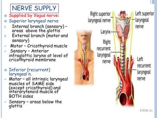  Supplied by Vagus nerve:
 Superior laryngeal nerve
1. Internal branch (sensory) –
areas above the glottis
2. External branch (motor and
sensory)
 Motor – Cricothyroid muscle
 Sensory – Anterior
infraglottic larynx at level of
cricothyroid membrane
 Inferior (recurrent)
laryngeal n.
 Motor – all intrinsic laryngeal
muscles of SAME side
(except cricothyroid) and
interarytenoid muscle of
BOTH sides
 Sensory – areas below the
glottis
NERVE SUPPLY
 
